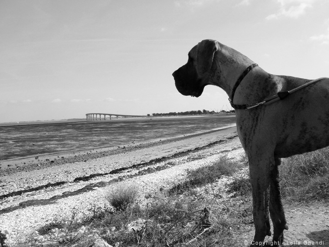 Ile de Ré, 2009